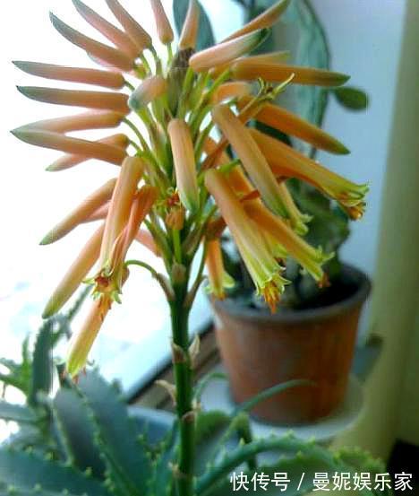 止痒|养芦荟,就要做好“几点”,叶肥芽多,还能美容止痒,家中必备