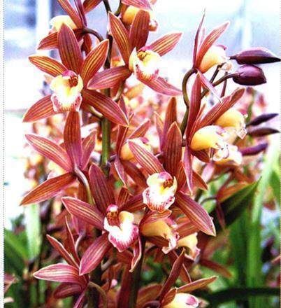 这2样东西放兰花水里,兰花用了,长的猛快