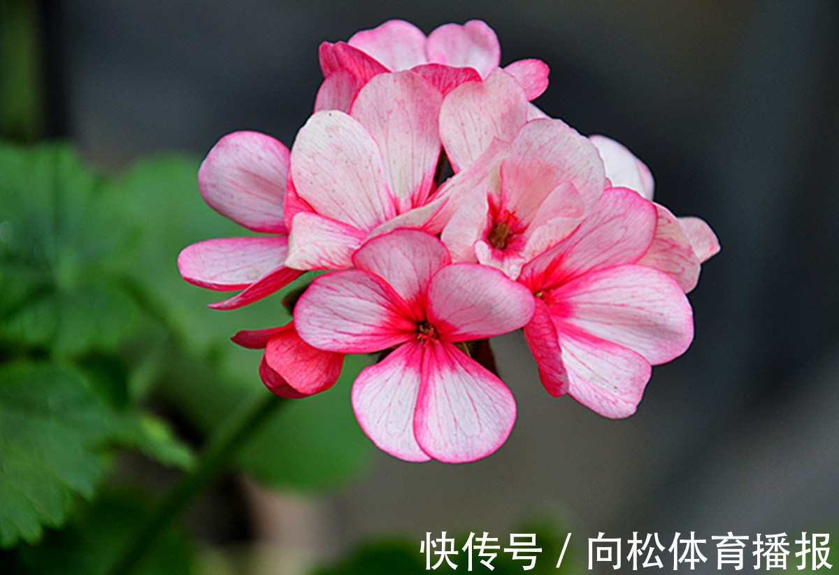 此花犹如一个妩媚的女子,让人如痴如醉,代表着幸福就在你我身边