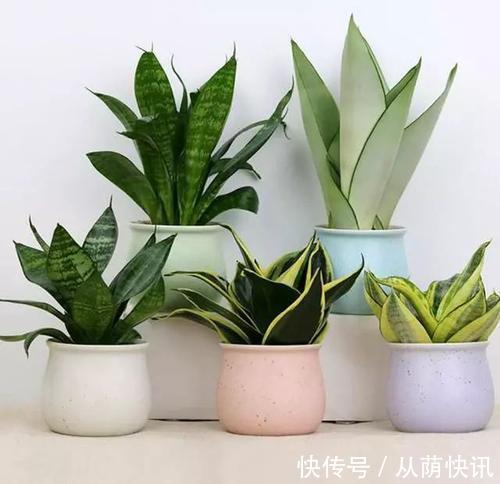 二氧化氮|6种花,能养人,高档大气有品味,越养越有“好身体”