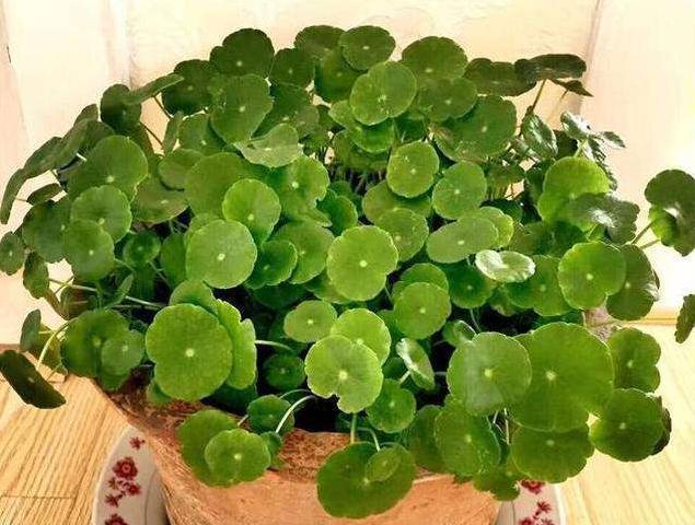 想让铜钱草“爆盆”,学会“小窍门”,一个月疯长爆盆,叶大又圆
