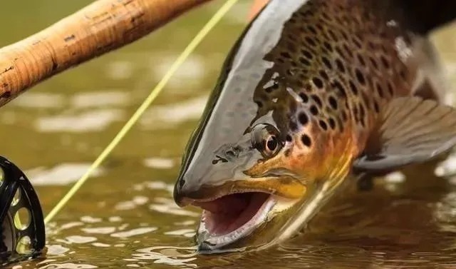 钓鱼大咖说漏嘴,天冷钓鱼不用蚯蚓!用这种“小物”,每次几十斤!