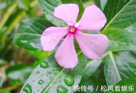 适应能力|长春花这样修剪,花越来越多,开成花球太惊艳,邻居红了眼