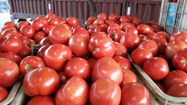 买西红柿时要小心“激素西红柿”，学会4个方法，轻松鉴别