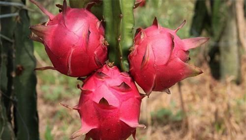 子宫|女人有子宫肌瘤，这6物要可劲吃，肌瘤或许会慢慢变小