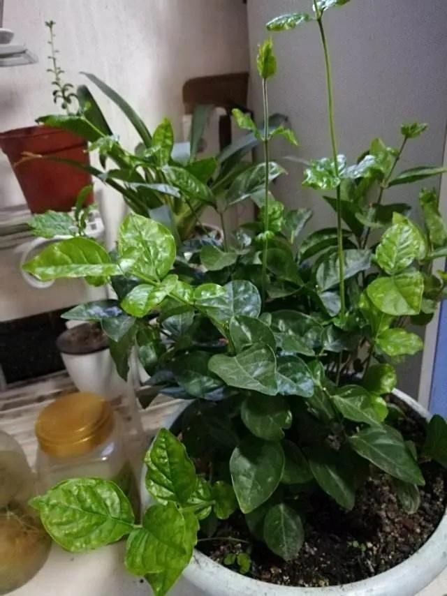 茉莉花后赶紧剪,剪完就开花,一直剪一直开