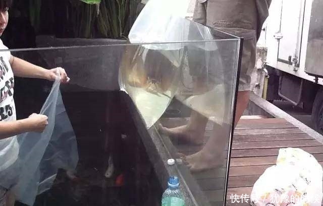 鱼缸和池还可以这样结合?只能说很有想法,有钱我也搞一个!