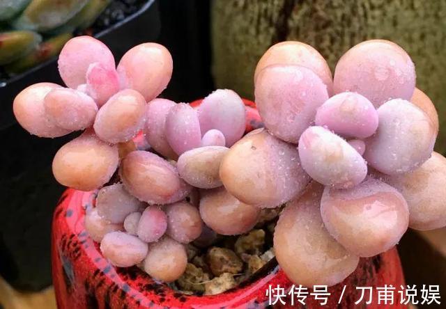 养多肉5年，告诉你4种“多肉”值得养，秋天晒一晒，10天变彩色