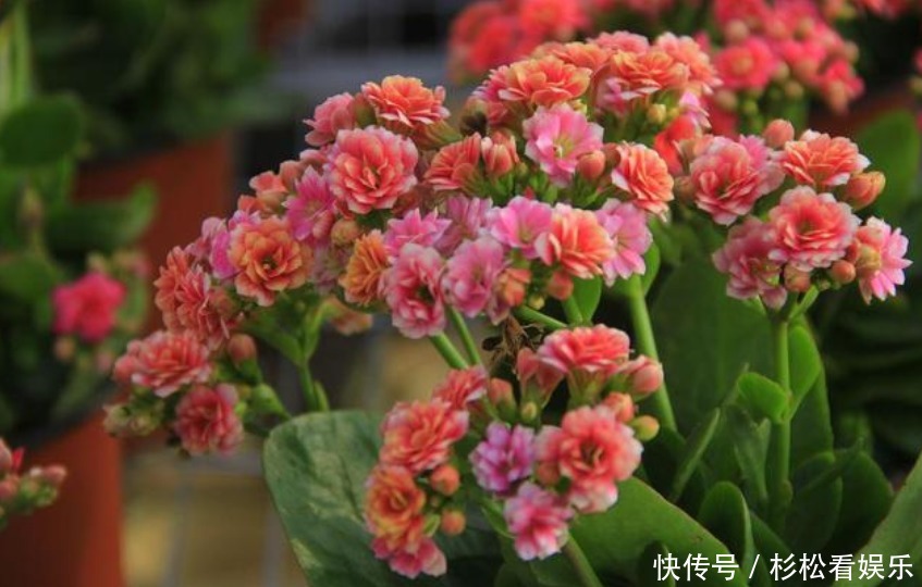 养分|3种“垃圾”用来养花，不黄叶烂根，花卉蹭蹭长，花开满枝！