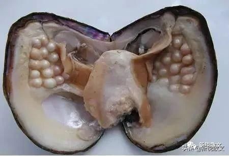 珍珠 挫折就像珍珠里的沙砾,与其对挫折念念不忘,不如着眼于珍珠本身