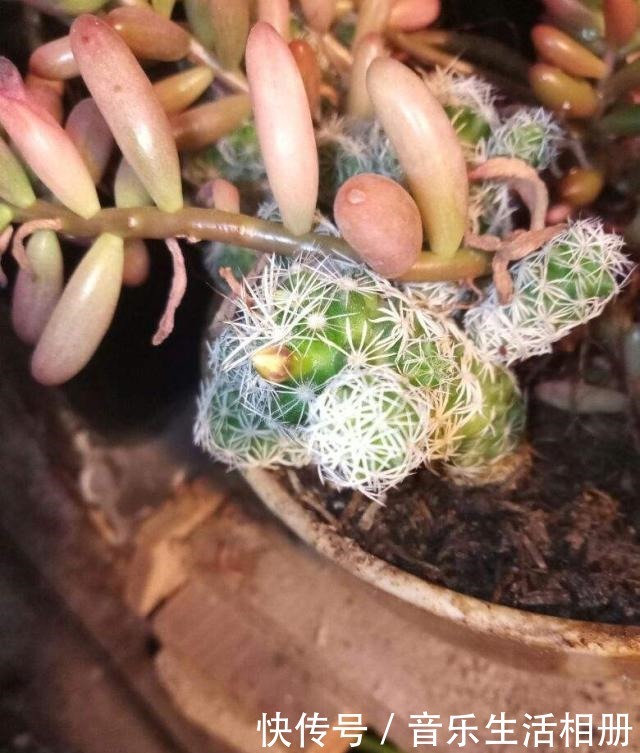 这花喜欢淋雨，越淋越好看，真奇怪！