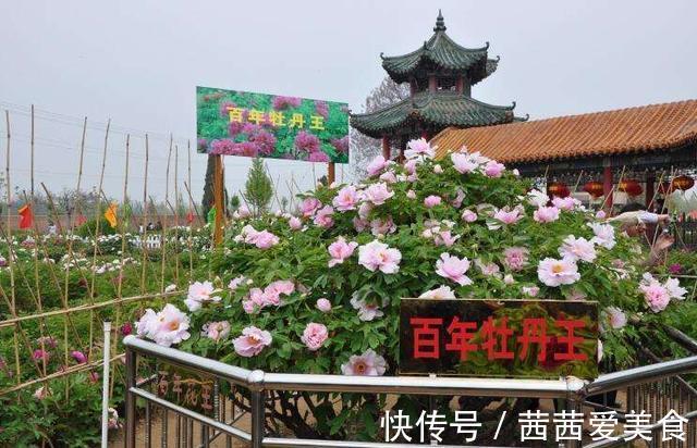 盆栽|客厅有树,十有九富!6种“富贵树”,贵气好养,旺家又吉利