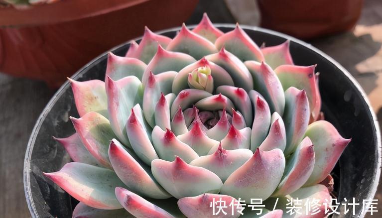 这5款多肉特适合新人盆栽，耐折腾，颜值高