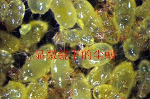 原来螨虫最怕的是这个,床上放一些,螨虫断子绝孙,绝不含糊