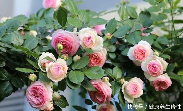 养花杀手的“臭毛病”,怪不得总是养死花,看看你占了几条!