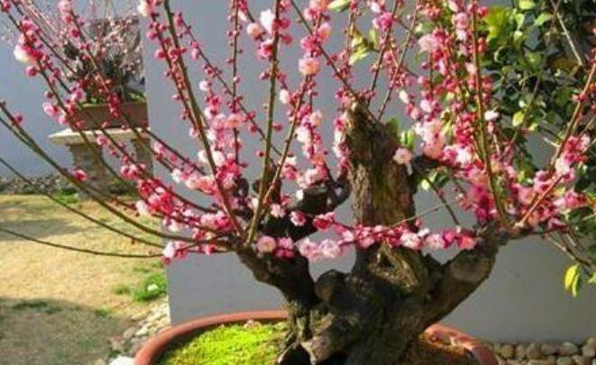 养花就养个花期长的，花大色艳，花姿妖娆，四季繁花似锦，美