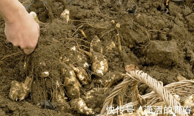 糖尿病|它是天然的胰岛素，现在正大量上市，糖尿病患者别错过