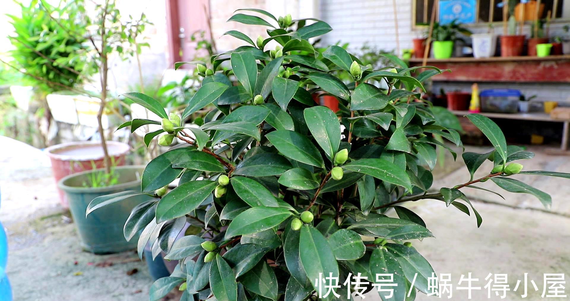 黄叶|茶花秋冬有“4怕”,难怪黄叶又掉“花苞”,避开今年还能开大花