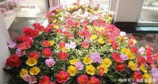 长寿花|家里不知道养什么花好,6种漂亮又好养的盆栽考虑一下