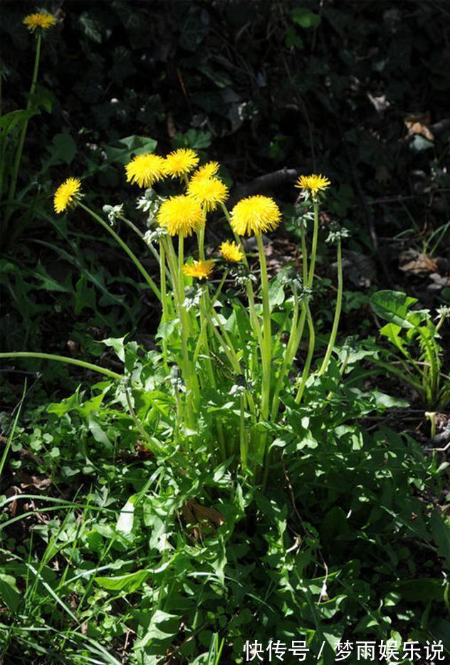 马齿苋|田间常见的“恶性杂草”,很招人烦,殊不知炖汤味更鲜,还大补