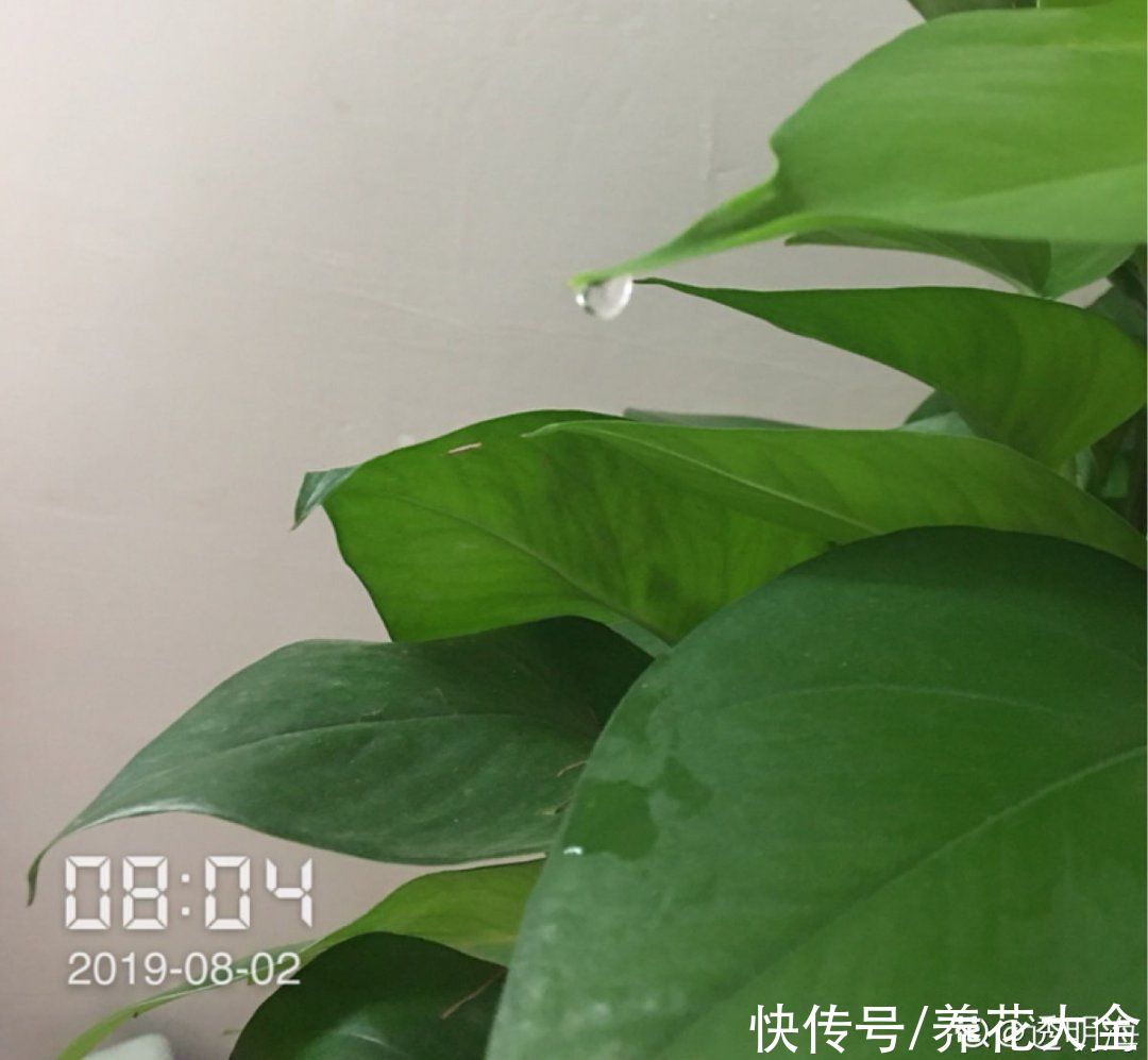 叶子|绿萝叶子“吐”水珠，恭喜你，养出了最佳状态
