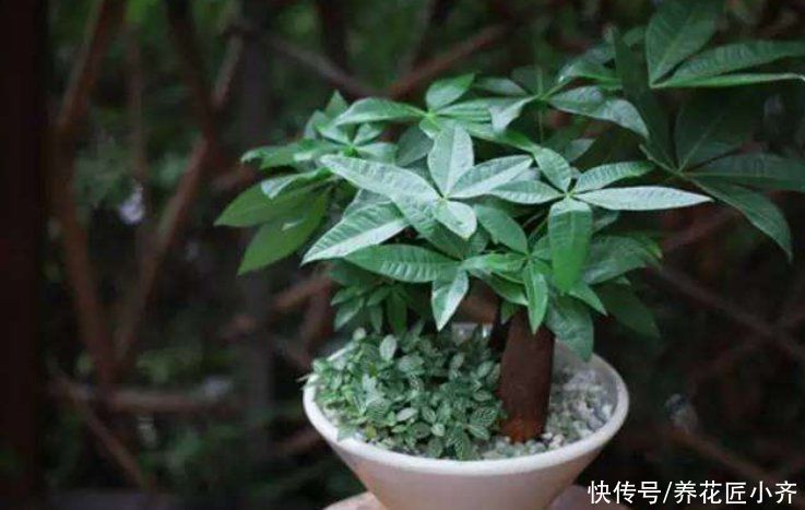 养这7种花，“醋”要经常浇，每月浇一碗，叶子绿油油