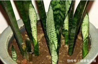 有机肥料|淘米水鸡蛋壳，不如“几粒它”，养花用1点，半年不施肥，长爆盆！