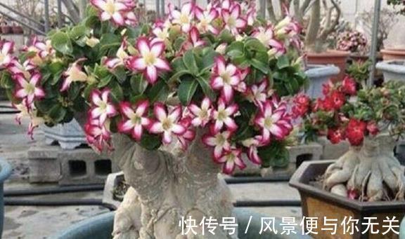 沙漠玫瑰|把这三种花摆客厅，一个月浇水一次，反而变旺盛！