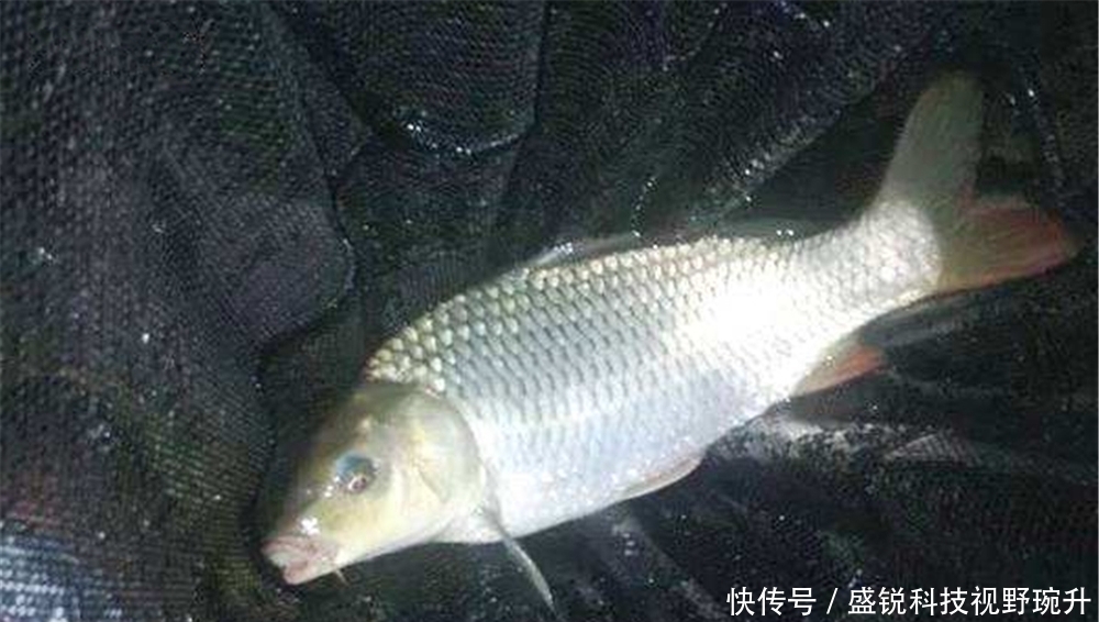 夜钓用光攻略:夜钓灯、夜光棒、电子浮漂,哪种方式最适合钓大鱼