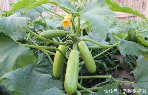 延缓衰老|40岁女性可以多吃3种食物，美容养颜、延缓衰老，好吃又不贵！