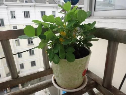 花生全身都是宝,丢在盆里,解决了太多养花难题!