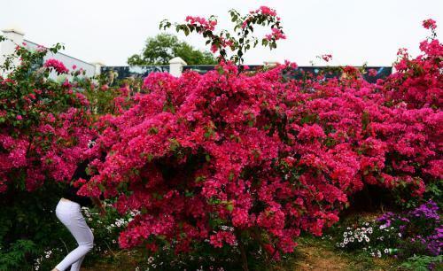 月季花|适合6月种植的花,35℃的高温照样生机勃勃,开花美好养护