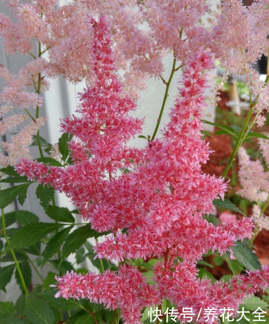 绿萝|家里别只养绿萝，15种精致耐阴花，光照不好也能长很美