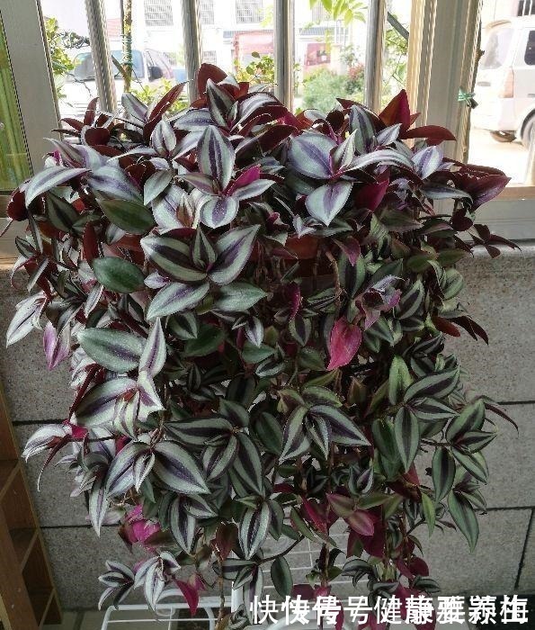 吊竹梅|别养绿萝了,这花比绿萝好看好养,邻居一口气养了20盆!