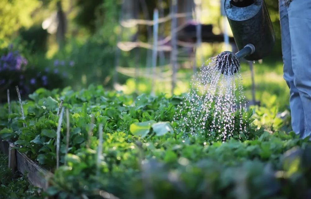 花园|在家种个菜都这么美,还要什么花园?