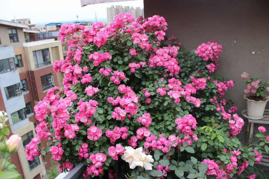 天使|花量超多,容易开成花海,四季开花不停,这种藤本花卉,值得拥有