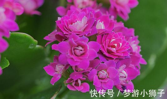 为什么别人家的长寿花,常开不败,秘诀都在这