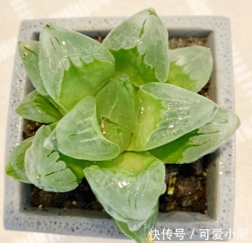 这种美若冰山的多肉,你也可以养得很棒