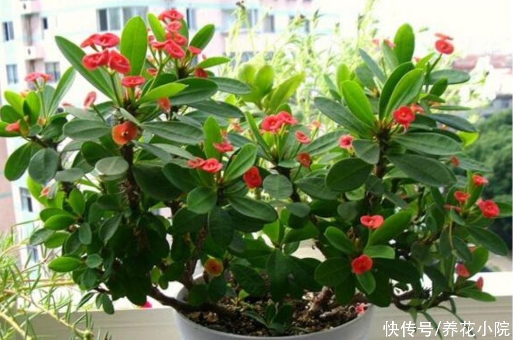 干旱|5种花，不怕热耐干旱，晒晒太阳开花更多