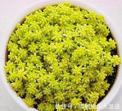 多肉“黄金万年草”，教你爆盆“小技巧”，30天长成“草坪”