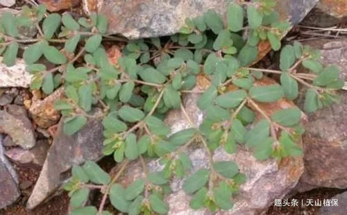 农村地区|农村天然的“止血草”,农村人采摘拿去卖,药铺花20元一斤回收