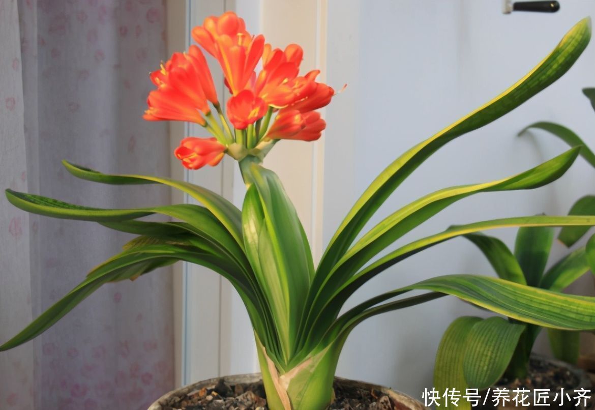 浇水|养君子兰有“六怕”，你知道吗？新手一定要避开