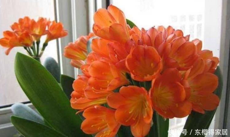 自带“贵气”的3种花,养家里1盆,开花富贵、阳台变成小花园!