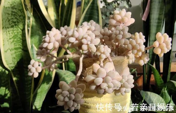 花盆|什么是“控养”?少浇水就是控养?大错特错,控养指的是整体