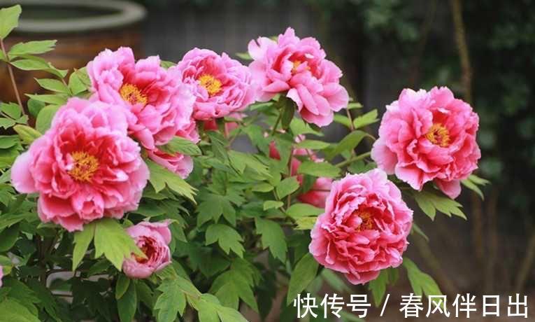 夏天|院子里养四种花,夏天冬天都不怕,花大艳丽,好看又顽强