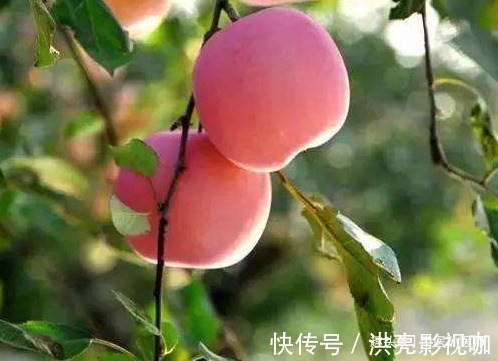 苹果|晚上吃苹果,对健康是利是弊很多人不清楚,为了健康应了解清楚