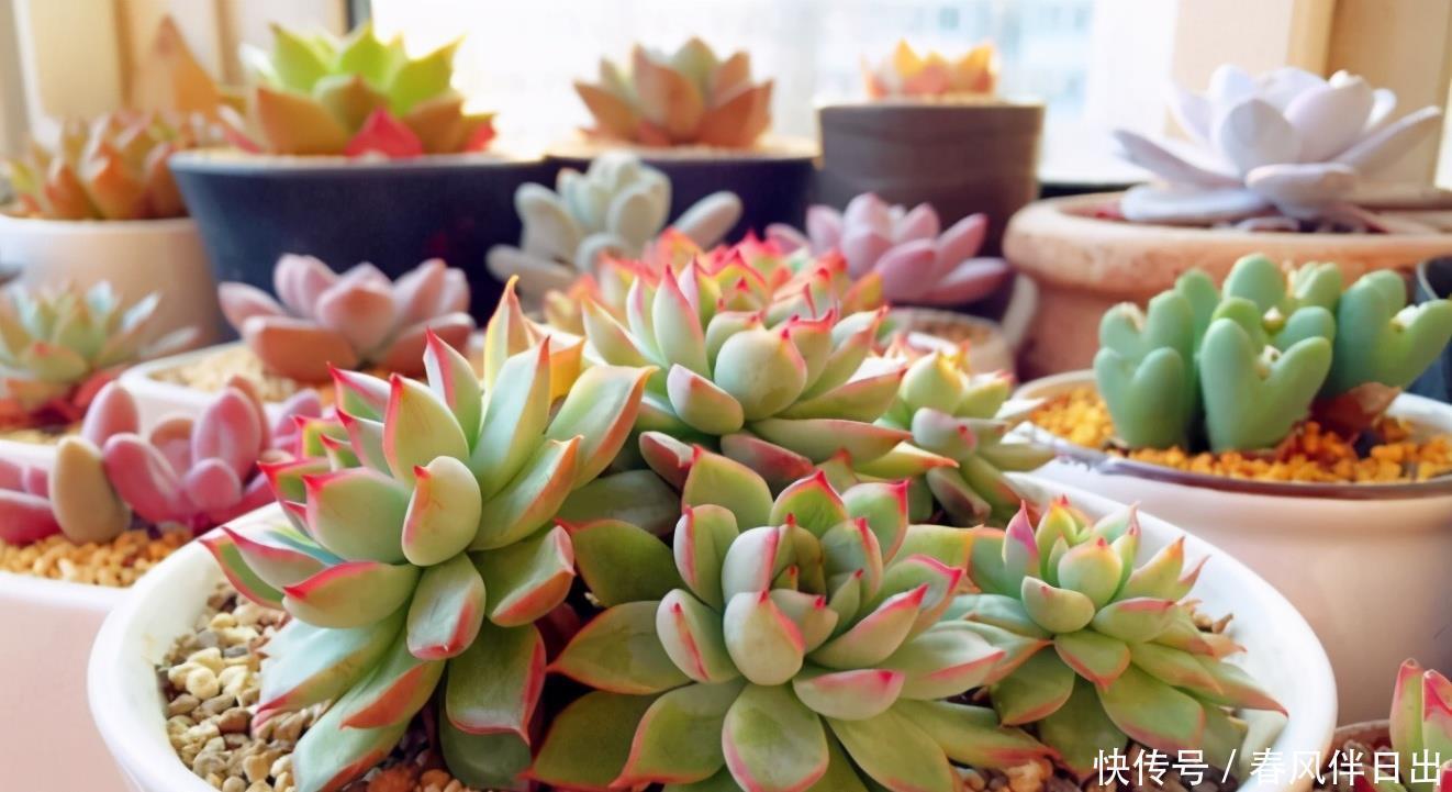 谨记|夏季该怎么处理怕热的多肉?谨记3点,秋日才能更美,早出状态