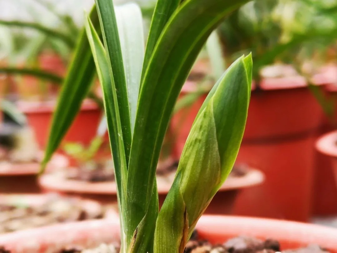 种植|兰花种植前，究竟要不要清洗兰根、浸泡药水？4种原因要明白