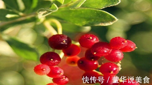 白刺果|想长寿要会吃,多吃的食物,降压减脂,净化血管,有益健康