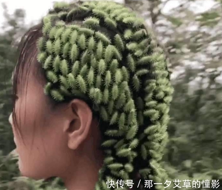 刺儿|全身刺儿尖尖的野草，能去风解毒？还是80、90后童年的回忆